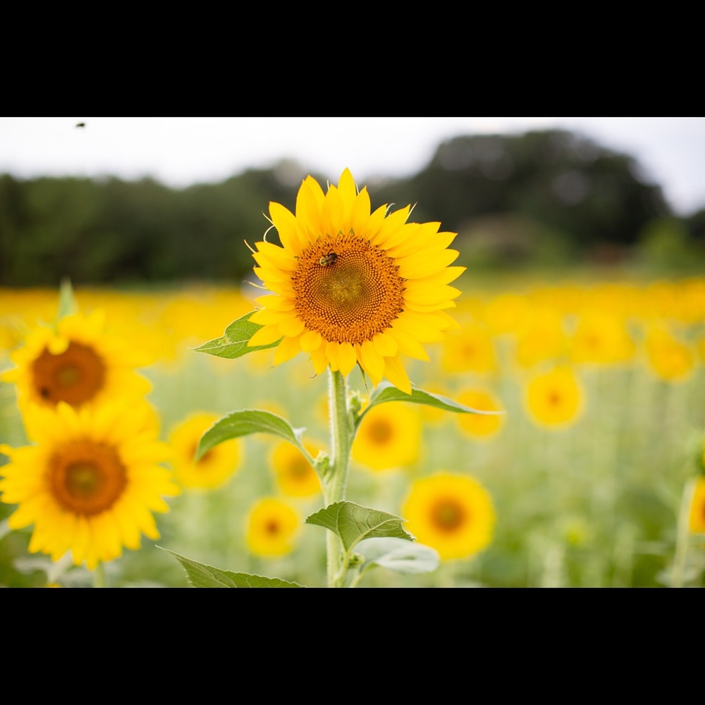 Meet your Posher, Chelsey